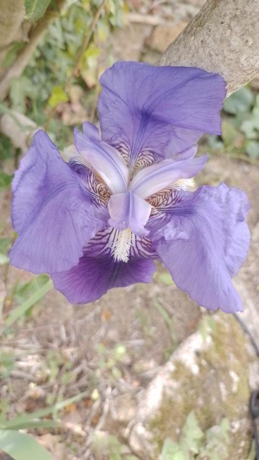 Casa Rural El Refugi Platja D'Aro 4 Romanya de la Selva ภายนอก รูปภาพ